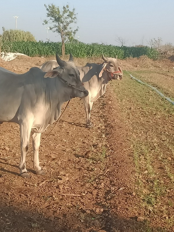 ગાડામાં ચાલુ છે...