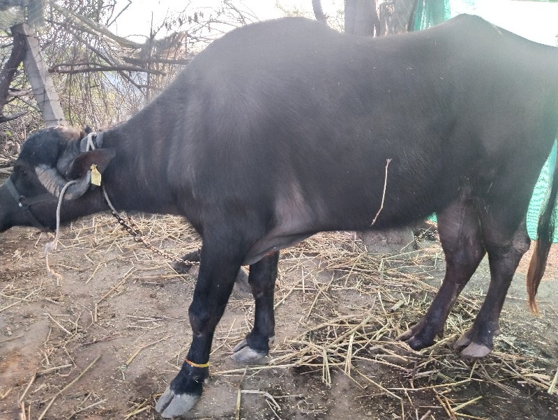 એક ખડીલી વેચવાન...