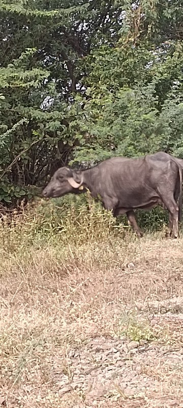 આ ભેંસના સાટા ક...