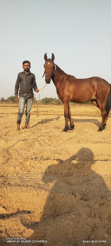 વછેરો ઘોડો