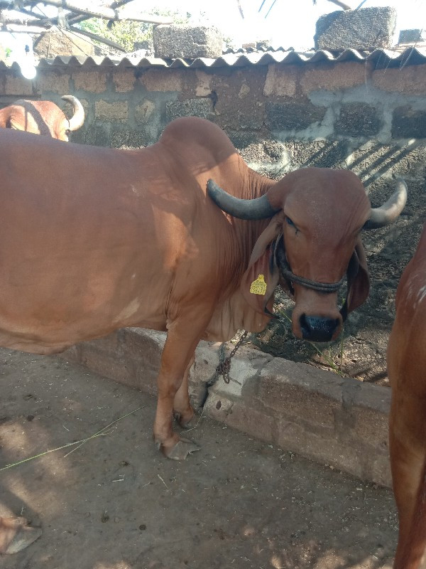 ગાય વેચવાની છે