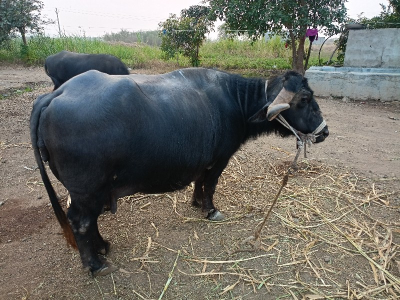 વેચવું