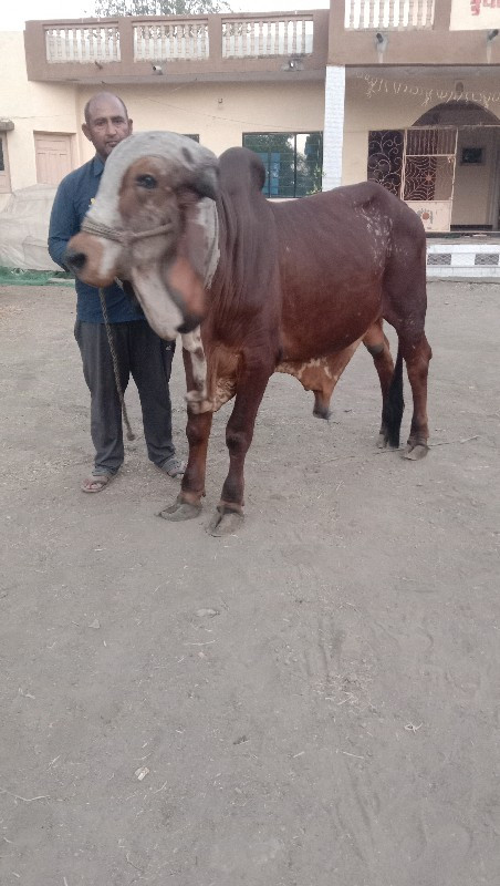 વાછરડો વેચવાનો...