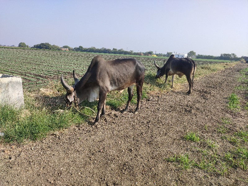 ભરત વેચવાના છે