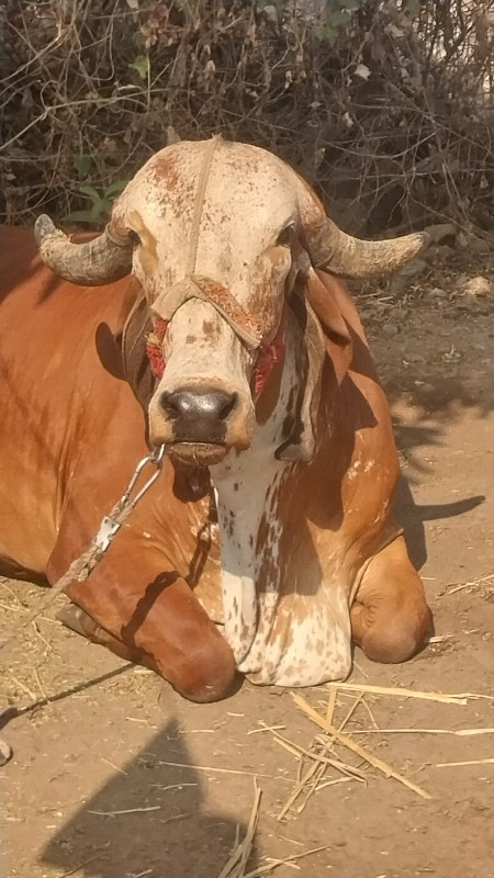 ગીર ગાય બીજુ વે...