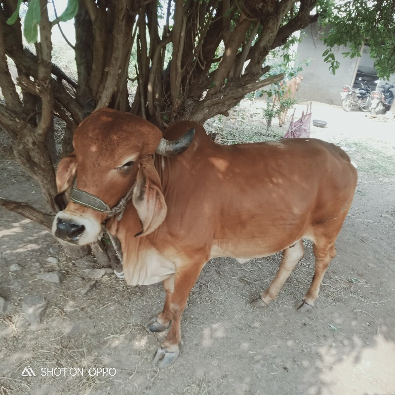 ગાય