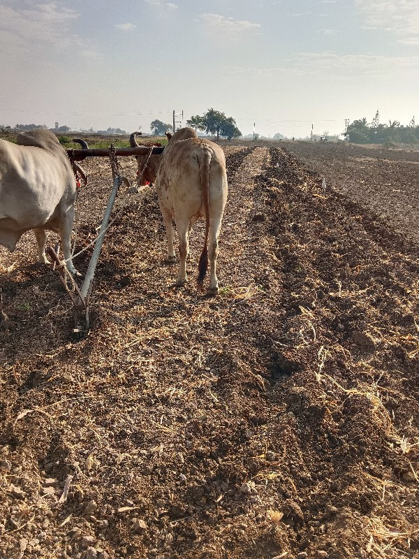 ગોધાલા