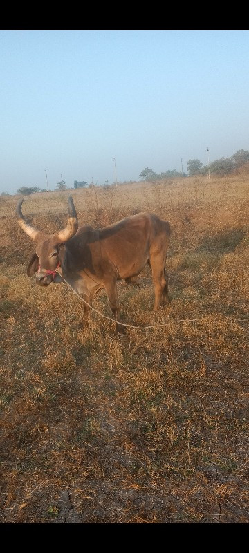 સાવ સોજો છે