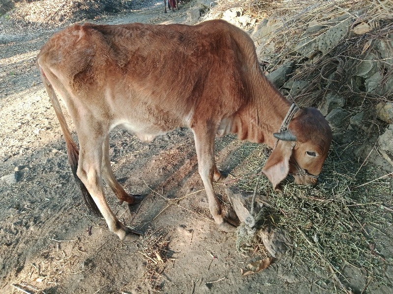 વાછડી