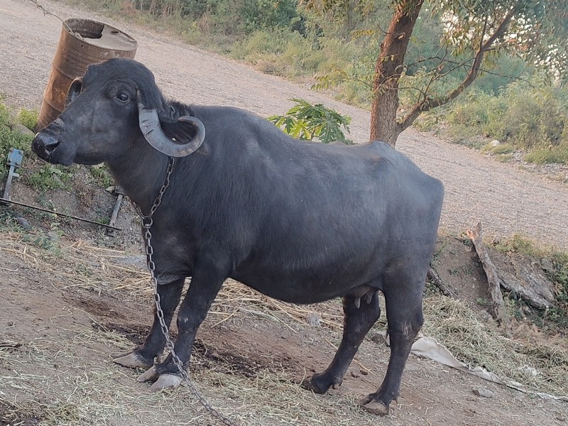 2 વેતર.  બધી જવ...