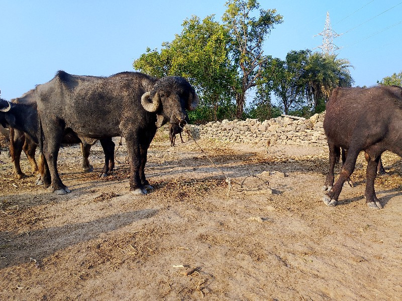 પાડો વેચવા નો છ...