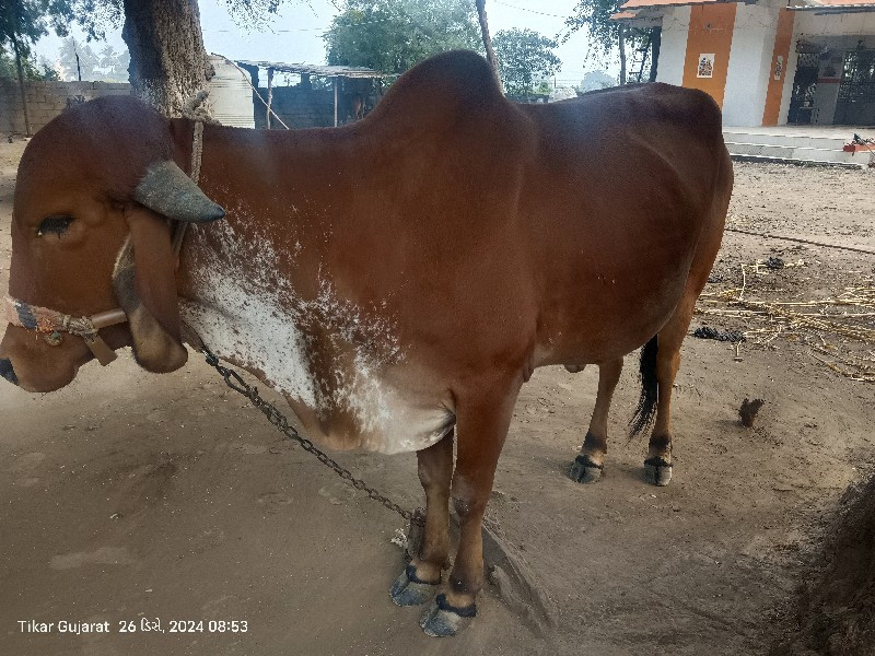 ગીર હોડકી વેચવા...