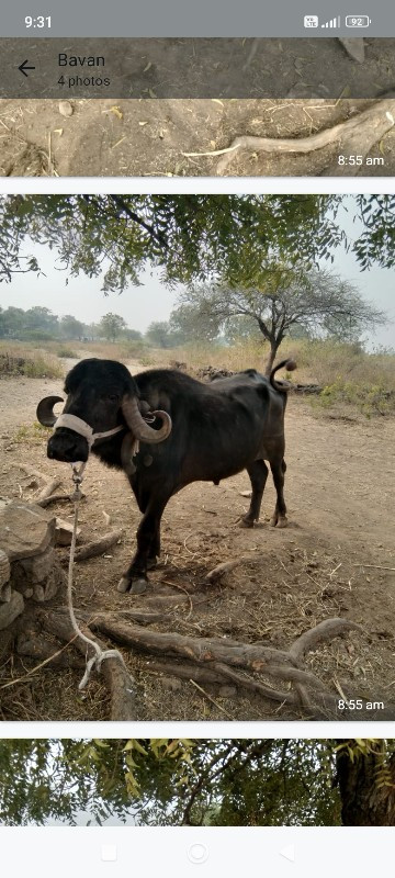 પાડો વેસવાનોછે