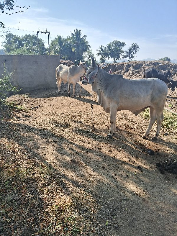 ગોઢલા વેસ વાના...