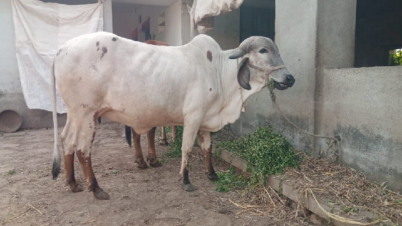 લીલુડી ગાય વેચવ...