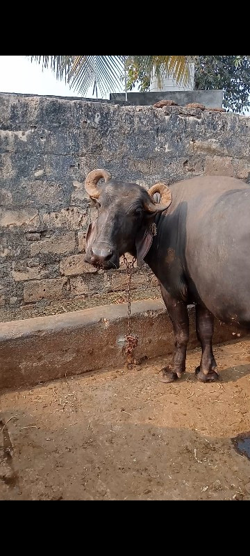 ખડેલી વેચવાની છ...