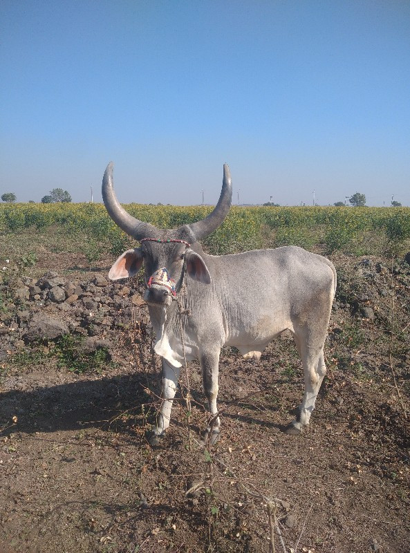 ગોઢલા વેચવાના છ...