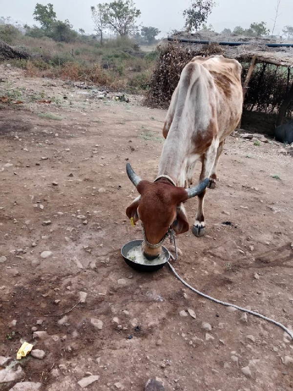 ગાય વેચવાની છે