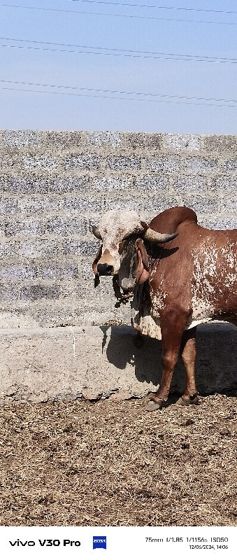 ખુટ વેચવાનો છે