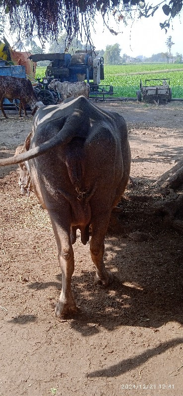 ભુરીભેશ વેચવાની...