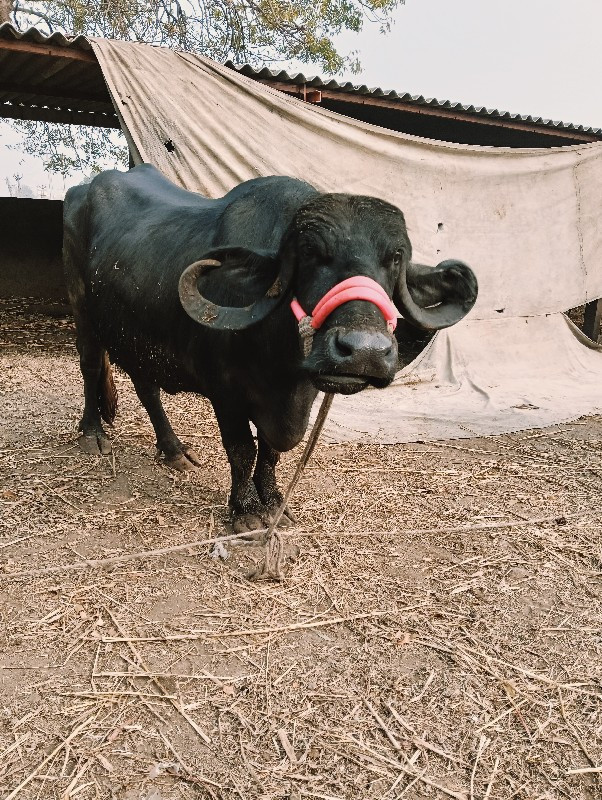 તીજુ વેતર