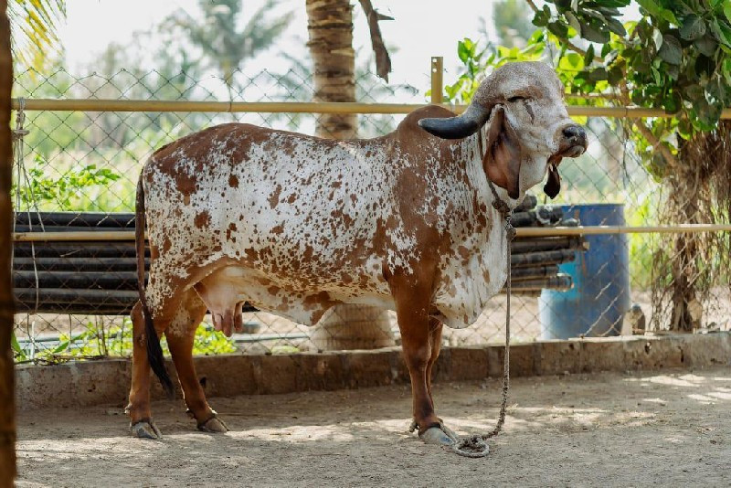 ગીર કાબરો ઓરિજન...