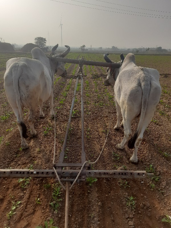 બળદ વેચવાના છે