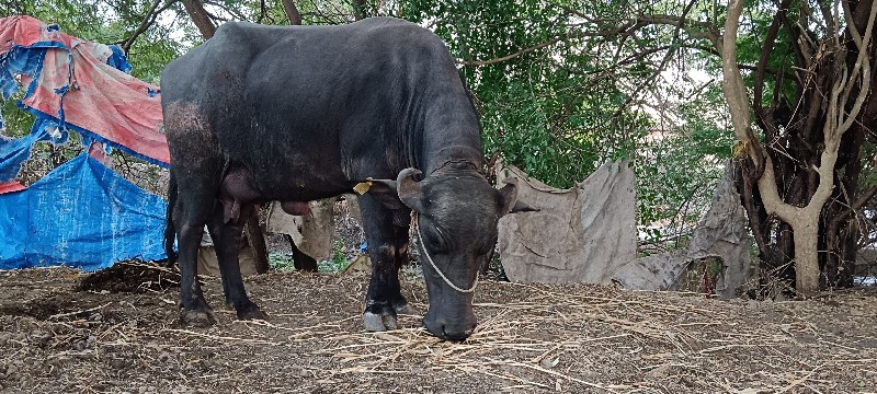 બારક દિવસની વ્ય...