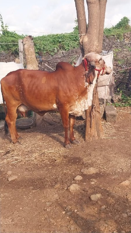 ગાય લેવાની હોય...