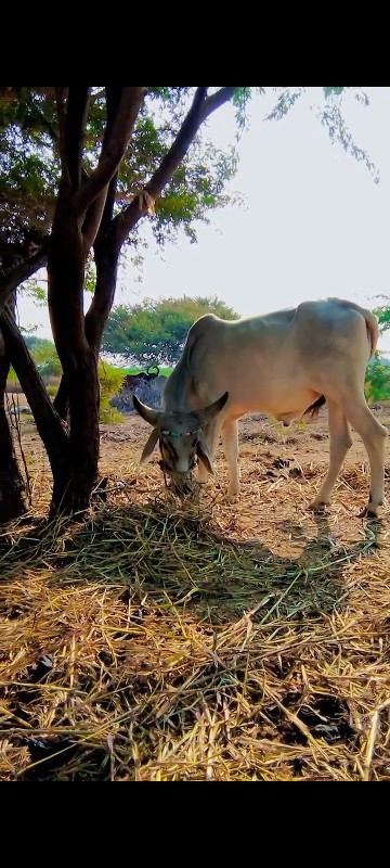 ગોઠલા