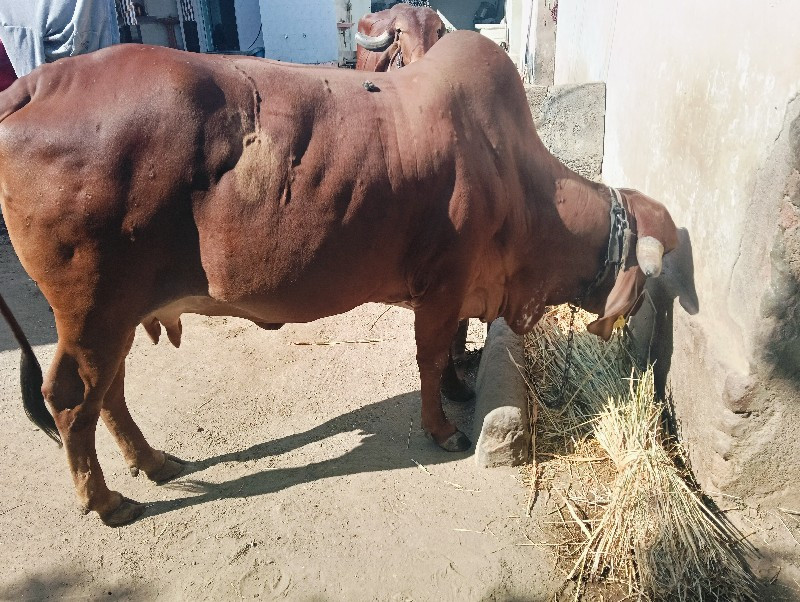 ગાય વેચવાની છે