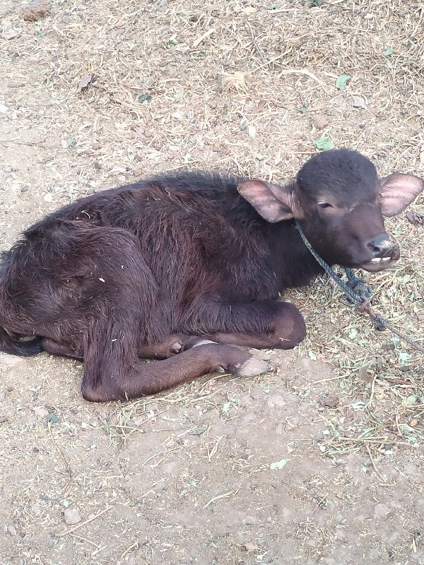 ભેંસ વેચવાની છે