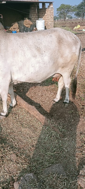 ગાય વેચવાની છે