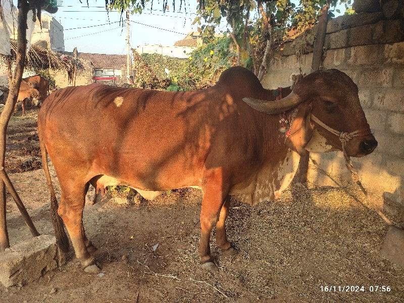 ગીર ગાય વેચવાની...