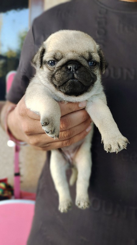 pug  puppy 30 d...