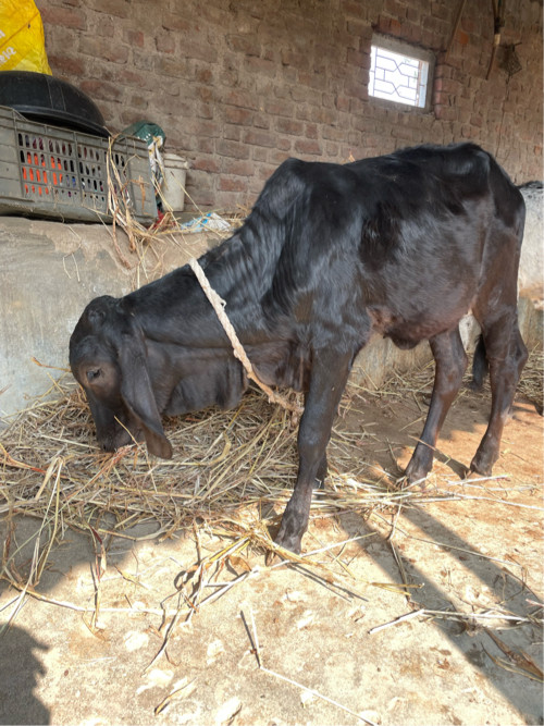 કાળી કપીલા