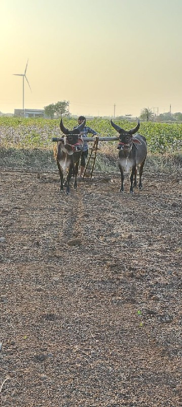 સાવ સોજા