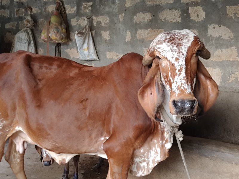 ગીર ઑડકી વેસવાન...