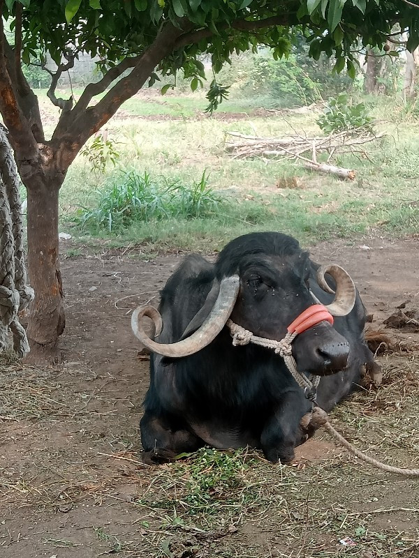 ભેંસ વેચવાની છે...