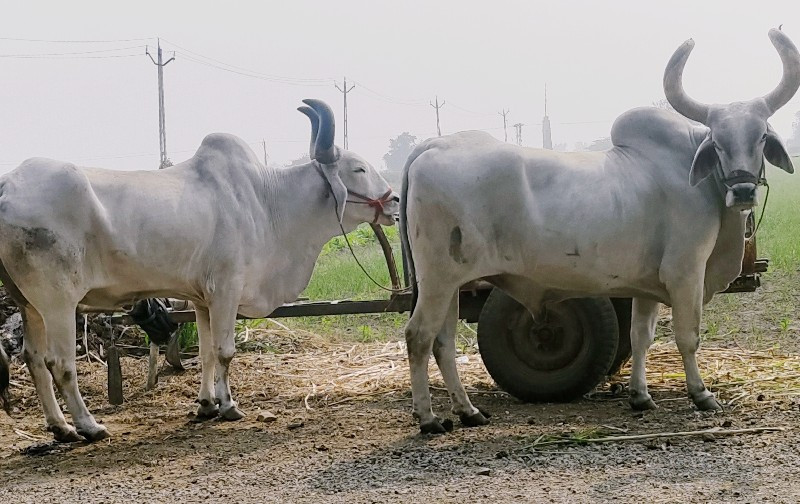 બળદ વેચવાના છે