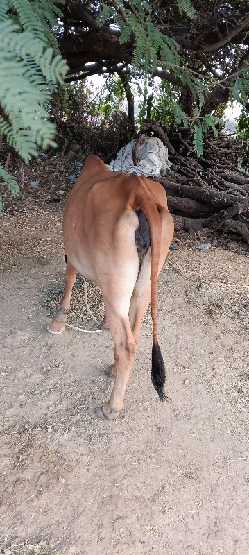 ગા ય વે ચવાનીછે