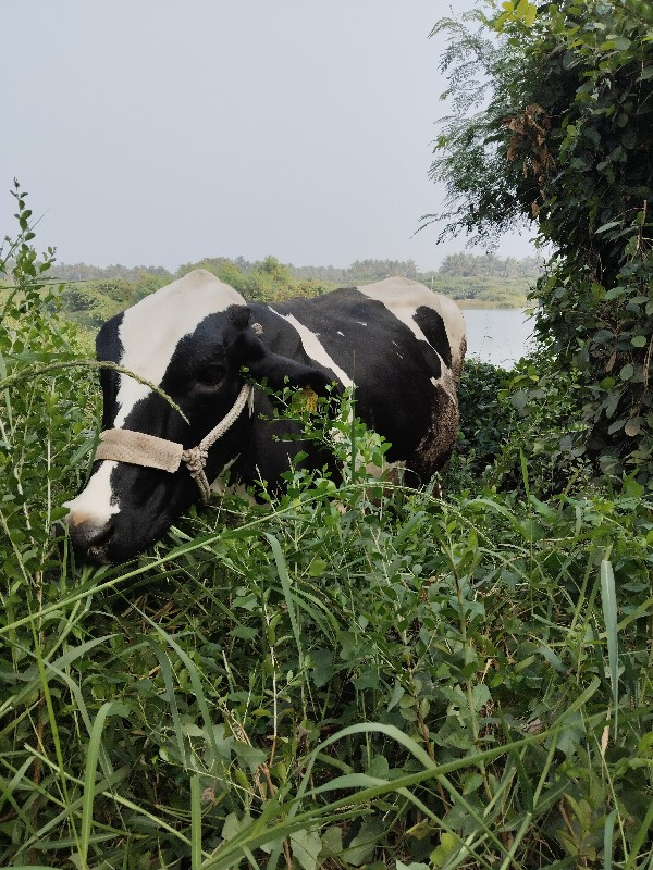 એચ. એફ. ગાય વેચ...