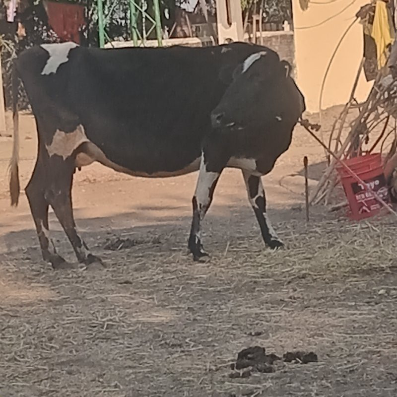 ગાય વેચવાની છે