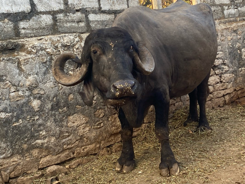 ભેંસ વેચવાની છે