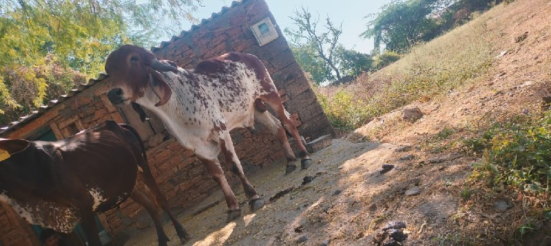 ગીર ખૂટ વેસવા ન...