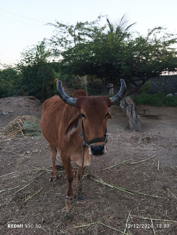 મોહન ભાઈ