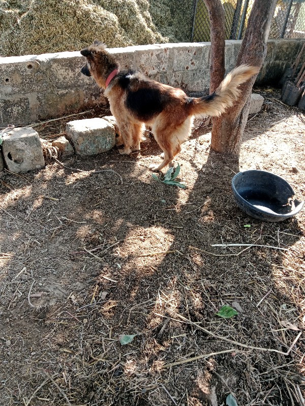 કુતરીવેશવાનીહે