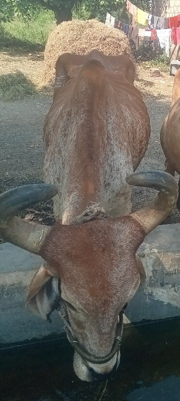 ડાબી બાજુ હાલતો...