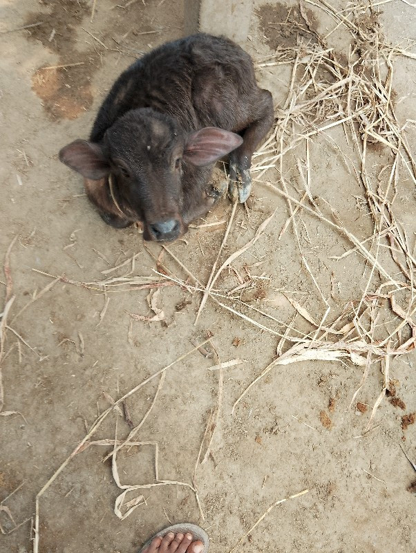 ભેસ વેચવાની છે