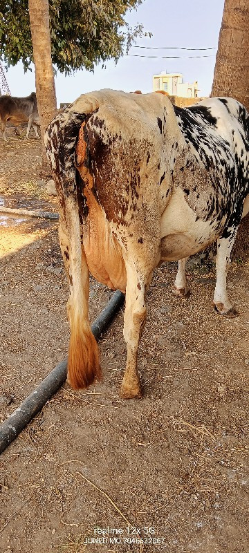 એસબ ગાય વેચવાની...